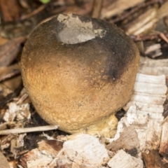 zz puffball at Higgins, ACT - 5 May 2022 by AlisonMilton