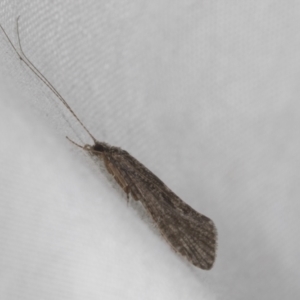 Trichoptera sp. (order) at Higgins, ACT - 5 May 2022