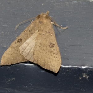 Rhapsa suscitatalis at Higgins, ACT - 3 May 2022