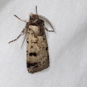 Agrotis porphyricollis at Higgins, ACT - 26 Apr 2022