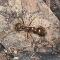 Aphaenogaster longiceps (Funnel ant) at ANBG - 12 Apr 2022 by AlisonMilton