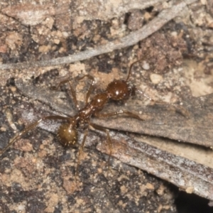 Aphaenogaster longiceps at Acton, ACT - 12 Apr 2022