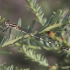 Austrolestes leda (Wandering Ringtail) at Acton, ACT - 4 Feb 2022 by AlisonMilton