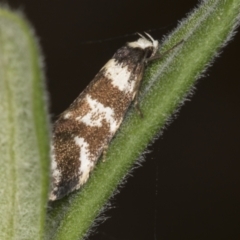 Isomoralla eriscota (A concealer moth) at ANBG - 4 Feb 2022 by AlisonMilton