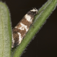 Isomoralla eriscota (Philobota Group) at Acton, ACT - 4 Feb 2022 by AlisonMilton