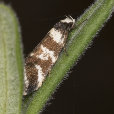 Isomoralla eriscota (A concealer moth) at ANBG - 4 Feb 2022 by AlisonMilton