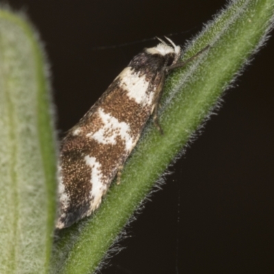 Isomoralla eriscota (Philobota Group) at Acton, ACT - 4 Feb 2022 by AlisonMilton