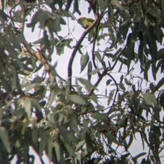 Parvipsitta porphyrocephala (Purple-crowned Lorikeet) at Thurgoona, NSW - 6 May 2022 by Darcy