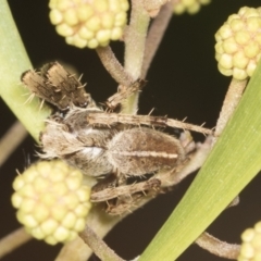 Hortophora transmarina (Garden Orb Weaver) at ANBG - 4 Feb 2022 by AlisonMilton