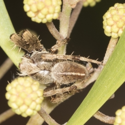 Hortophora transmarina (Garden Orb Weaver) at GG17 - 4 Feb 2022 by AlisonMilton