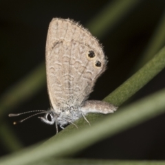 Nacaduba biocellata (Two-spotted Line-Blue) at ANBG - 4 Feb 2022 by AlisonMilton