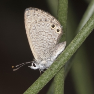 Nacaduba biocellata at Acton, ACT - 4 Feb 2022 11:29 AM