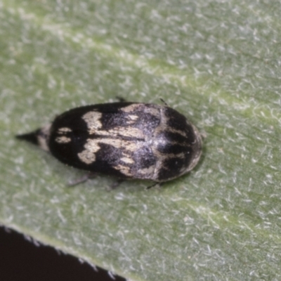 Mordella sydneyana (Pintail Beetle) at ANBG - 4 Feb 2022 by AlisonMilton