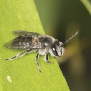 Leioproctus (Cladocerapis) sp. (genus & subgenus) at Acton, ACT - 4 Feb 2022