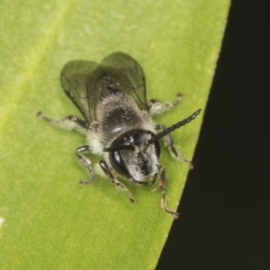 Leioproctus (Cladocerapis) sp. (genus & subgenus) at Acton, ACT - 4 Feb 2022