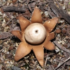 Geastrum sp. (Geastrum sp.) at ANBG - 6 May 2022 by TimL