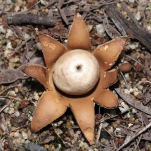 Geastrum sp. at Acton, ACT - 6 May 2022