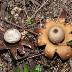 Geastrum sp. at Acton, ACT - 6 May 2022