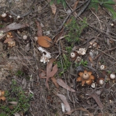 Geastrum sp. at Acton, ACT - 6 May 2022