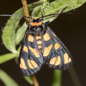 Amata (genus) at Acton, ACT - 4 Feb 2022