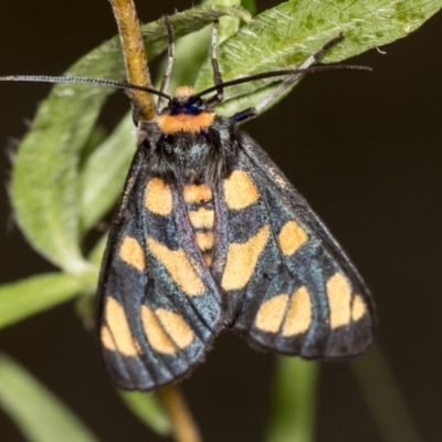 Amata (genus) (Handmaiden Moth) at GG179 - 3 Feb 2022 by AlisonMilton