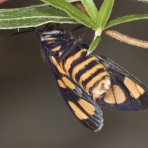 Amata (genus) at Acton, ACT - 4 Feb 2022