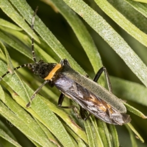 Chauliognathus lugubris at Acton, ACT - 4 Feb 2022