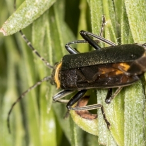 Chauliognathus lugubris at Acton, ACT - 4 Feb 2022