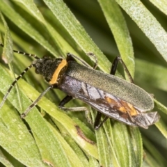 Chauliognathus lugubris at Acton, ACT - 4 Feb 2022 11:01 AM