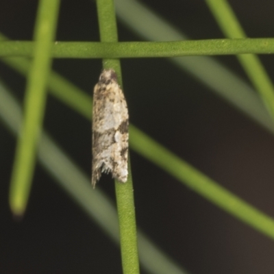 Merophyas therina (a Tortrix Moth) at Acton, ACT - 4 Feb 2022 by AlisonMilton