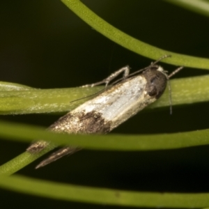 Oecophoridae (family) at Acton, ACT - 4 Feb 2022