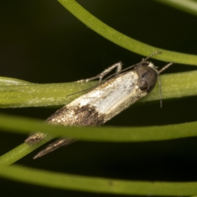 Oecophoridae (family) (Unidentified Oecophorid concealer moth) at ANBG - 4 Feb 2022 by AlisonMilton