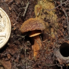 Descolea sp. at Acton, ACT - 6 May 2022