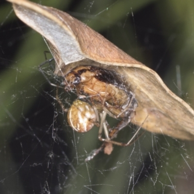 Theridiidae (family) (Comb-footed spider) at ANBG - 4 Feb 2022 by AlisonMilton