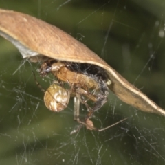 Theridiidae (family) at Acton, ACT - 4 Feb 2022