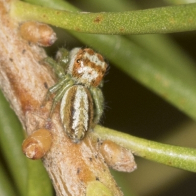 Opisthoncus abnormis (Long-legged Jumper) at ANBG - 4 Feb 2022 by AlisonMilton