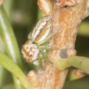 Opisthoncus abnormis at Acton, ACT - 4 Feb 2022