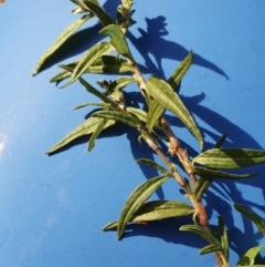 Persicaria prostrata (Creeping Knotweed) at Yass River, NSW - 6 May 2022 by SenexRugosus