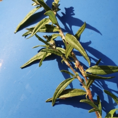 Persicaria prostrata (Creeping Knotweed) at Yass River, NSW - 6 May 2022 by SenexRugosus