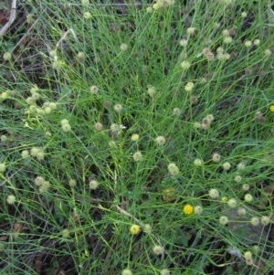 Calotis lappulacea at Weetangera, ACT - 30 Apr 2022