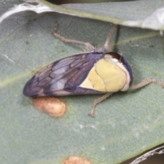 Brunotartessus fulvus (Yellow-headed Leafhopper) at ANBG - 4 Feb 2022 by AlisonMilton