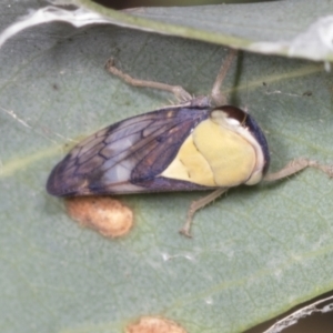 Brunotartessus fulvus at Acton, ACT - 4 Feb 2022