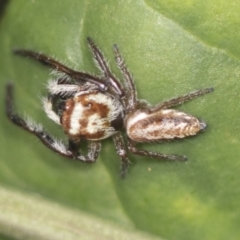 Opisthoncus sp. (genus) (Unidentified Opisthoncus jumping spider) at ANBG - 4 Feb 2022 by AlisonMilton