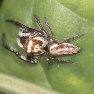 Opisthoncus sp. (genus) (Unidentified Opisthoncus jumping spider) at ANBG - 4 Feb 2022 by AlisonMilton