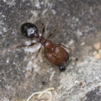 Pheidole sp. (genus) (Seed-harvesting ant) at ANBG - 4 Feb 2022 by AlisonMilton