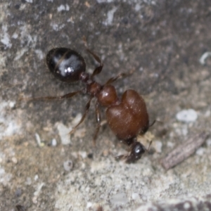 Pheidole sp. (genus) at Acton, ACT - 4 Feb 2022