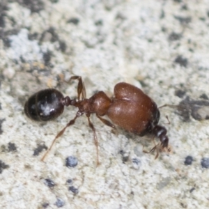 Pheidole sp. (genus) at Acton, ACT - 4 Feb 2022