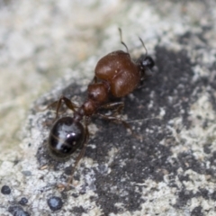 Pheidole sp. (genus) at Acton, ACT - 4 Feb 2022