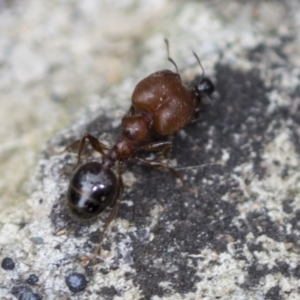 Pheidole sp. (genus) at Acton, ACT - 4 Feb 2022