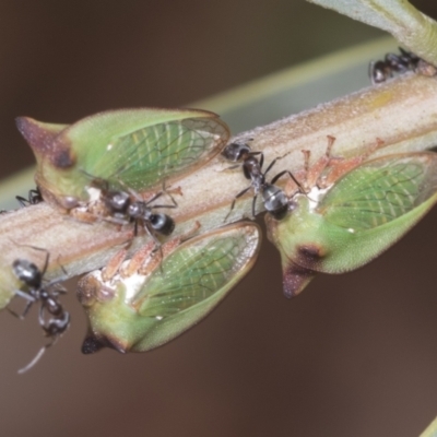 Sextius virescens (Acacia horned treehopper) at Acton, ACT - 4 Feb 2022 by AlisonMilton